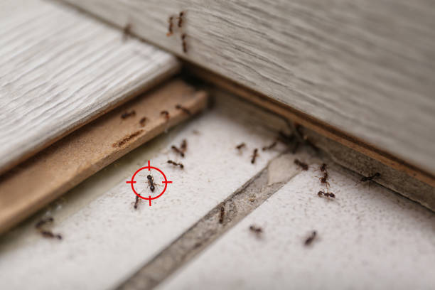 Best Residential Pest Control  in Chesapeake Ranch Estates, MD