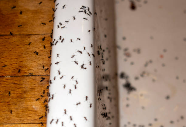 Best Pest Control Near Me in Chesapeake Ranch Estates, MD