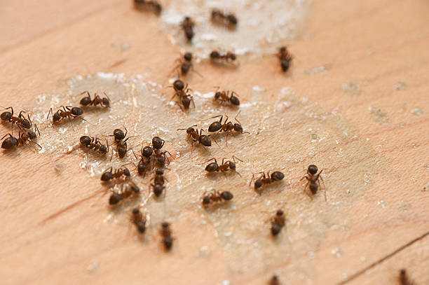Pest Prevention Services in Chesapeake Ranch Estates, MD